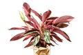 Calathea Stromanthe Triostar plant on white Royalty Free Stock Photo