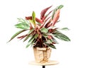 Calathea Stromanthe Triostar plant on white Royalty Free Stock Photo