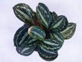 Calathea Veitchiana flowers are strong and beautiful dark green