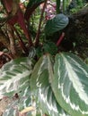 Calathea veitchiana