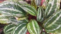 Calathea Veitchiana from marantaceae family, looks beauty on the rain