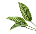 Calathea Vittata leaves Green leaf with white stripes Tropical foliage isolated on white background with clipping path