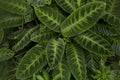 Calathea warscewiczii Phyllodes warscewiczii. Royalty Free Stock Photo