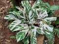 Calathea white fusion plants or Calathea Louisae Royalty Free Stock Photo