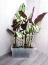 Calathea white star, calathea majestica and calathea albolineata Royalty Free Stock Photo