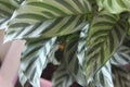 Calathea zebrina 3331