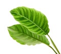 Calathea zebrina foliage or Zebra plant, Exotic tropical leaf, isolated on white background with clipping path