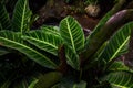 Calathea zebrina green leaf plant Royalty Free Stock Photo