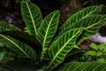 Calathea zebrina green leaf plant Royalty Free Stock Photo