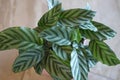 Calathea zebrina 3773