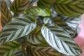 Calathea zebrina 3757 c