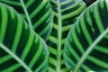calathea zebrina plant close up of the bold leaves