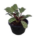 Calathea zebrina in pot,plant of the Marantaceae.