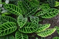 Calathea zebrina