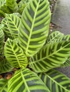 Calathea zebrina, the zebra plant Royalty Free Stock Photo