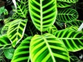 Calathea zebrina zebra plant growing