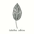 Calathea zebrina Zebra plant leaf. Ink black and white doodle drawing Royalty Free Stock Photo
