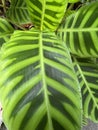 Calathea zebrina, the zebra plant Royalty Free Stock Photo