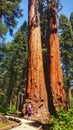 Woman looking giant sequoias