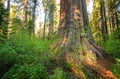 Calaveras Big Trees State Park Royalty Free Stock Photo