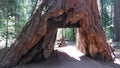 Calaveras Big Trees State Park Royalty Free Stock Photo