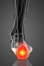 3D rendering of calcaneus bone Royalty Free Stock Photo