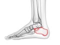 The calcaneus bone Royalty Free Stock Photo