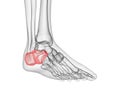 the calcaneus bone Royalty Free Stock Photo