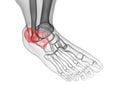 The calcaneus bone Royalty Free Stock Photo