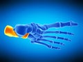 The calcaneus bone Royalty Free Stock Photo