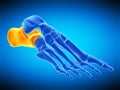 The calcaneus bone