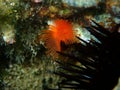 Calcareous tubeworm or fan worm, plume worm or red tube worm (Serpula vermicularis) close-up undersea, Aegean Sea