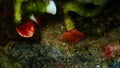 Calcareous tubeworm or fan worm, plume worm or red tube worm (Serpula vermicularis) undersea, Aegean Sea