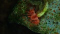Calcareous tubeworm or fan worm, plume worm or red tube worm (Serpula vermicularis) undersea, Aegean Sea