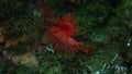 Calcareous tubeworm or fan worm, plume worm or red tube worm (Serpula vermicularis) undersea, Aegean Sea