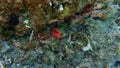 Calcareous tubeworm or fan worm, plume worm or red tube worm (Serpula vermicularis) undersea, Aegean Sea