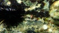 Calcareous tubeworm or fan worm, plume worm, red tube worm Serpula vermicularis undersea, Aegean Sea