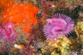 Calcareous Tubeworm, Cabo Cope-Puntas del Calnegre Natural Park, Spain