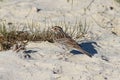 Calcarius lapponicus. Bird summer day on the Yamal Peninsula Royalty Free Stock Photo