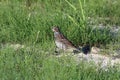 Calcarius lapponicus. Lapland Longspur summer`s day in Yamal Royalty Free Stock Photo