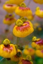 Calceolaria Royalty Free Stock Photo