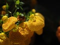 Calceolaria flower isolated on black Royalty Free Stock Photo
