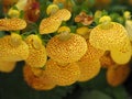 Calceolaria flower isolated on black Royalty Free Stock Photo