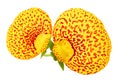 Calceolaria flower isolated on white background. Top view. Flat lay Royalty Free Stock Photo