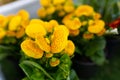 Calceolaria flower ready for transplanting Royalty Free Stock Photo