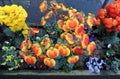 Calceolaria during flowering Royalty Free Stock Photo