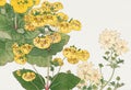 Calceolaria Flowers. Japanese style flowers.