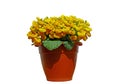 Calceolaria herbeohybrida in flowerpot isolate in white background Royalty Free Stock Photo