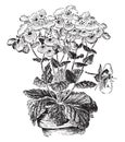 Calceolaria Herbeohybrida vintage illustration