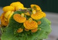 Calceolaria (I)